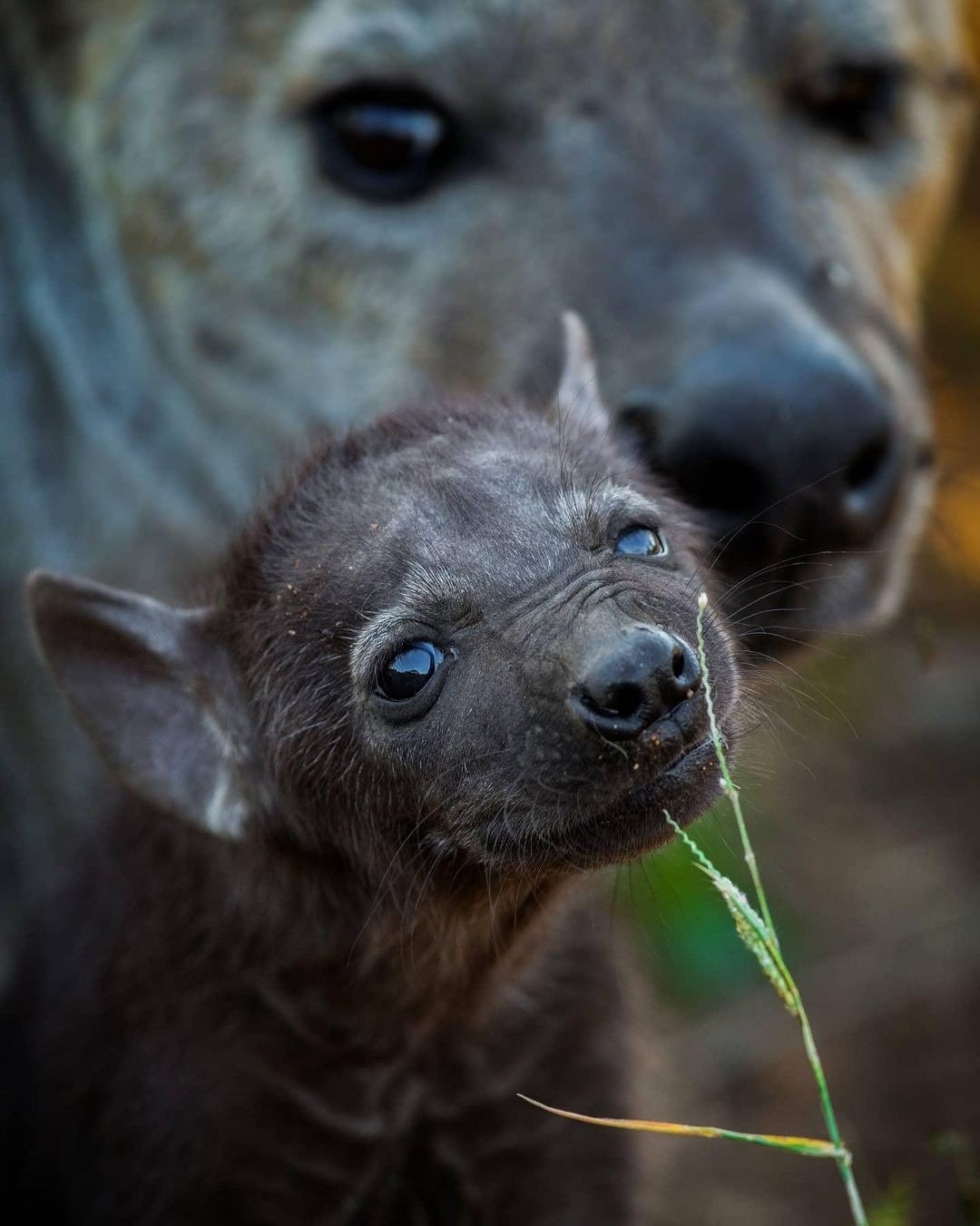 A Nursery of Cubs